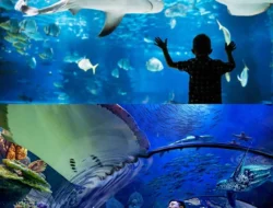 Wisata Aquarium yang Cocok Dikunjungi Pecinta Laut