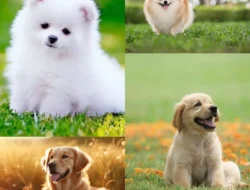 Mengapa Anjing Begitu Setia? Berikut Alasannya di Bawah Ini