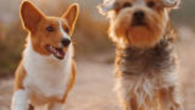 Keamanan Siber di 2024: Ancaman Baru dan Strategi Perlindungan Data